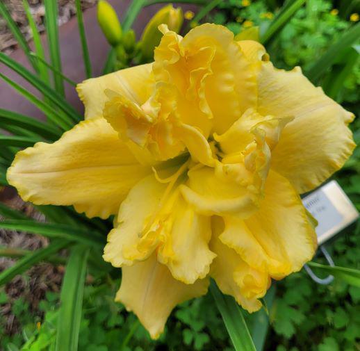 Double Yellow Dream21 auction